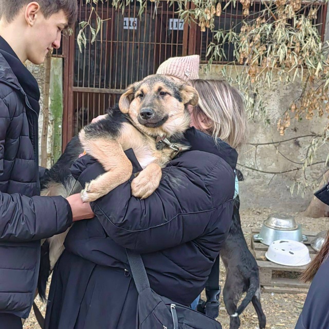 Приют для собак «Алькин дом».